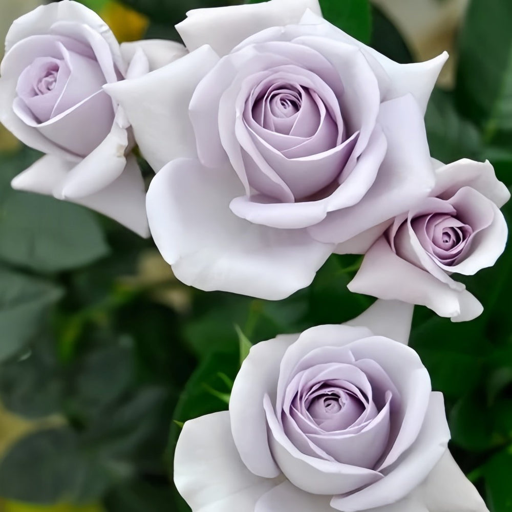 Blue Bajou Rose Plant|蓝宝石 image 3