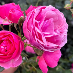 Pomponella Rose Plant|艾拉绒球 image 3