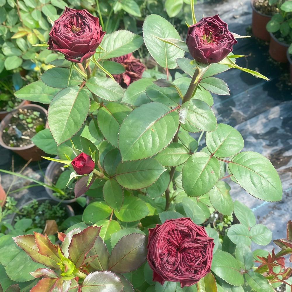 Grand Jubilee Rose Plant｜盛大庆典 image 7