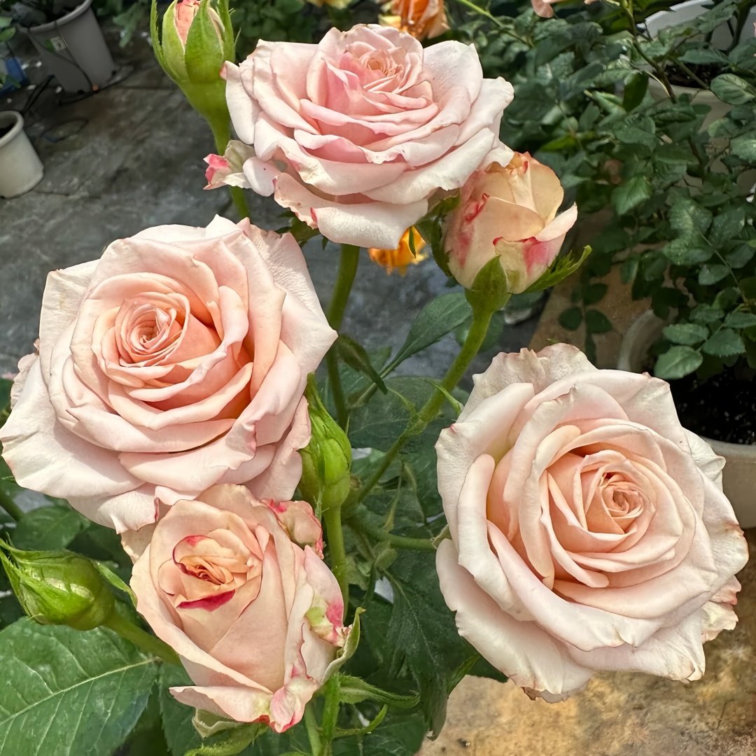 Moon Dust Rose Plant|月光之尘 image 5