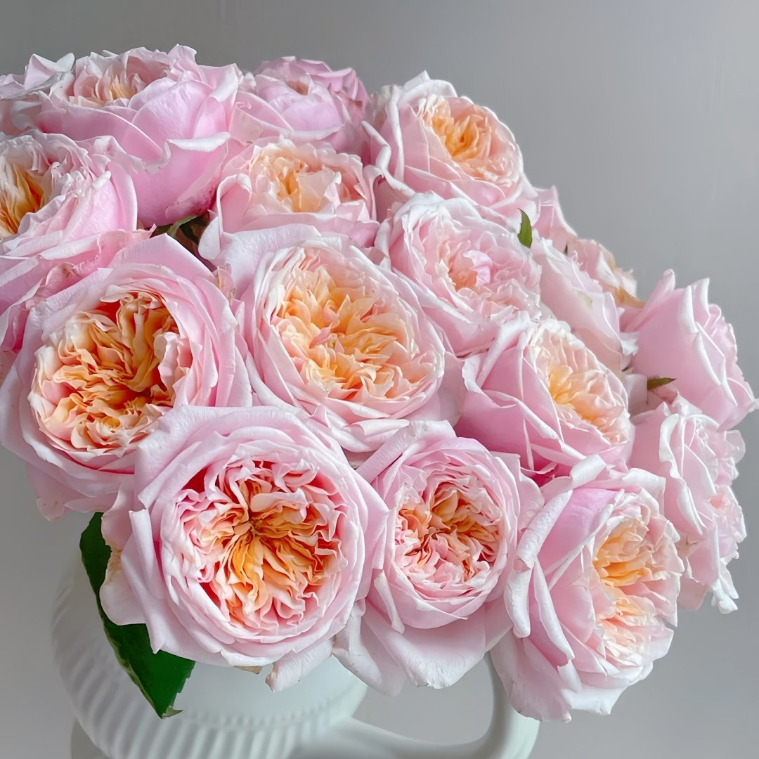 Notting Hill Rose Plant|诺丁山 image 7