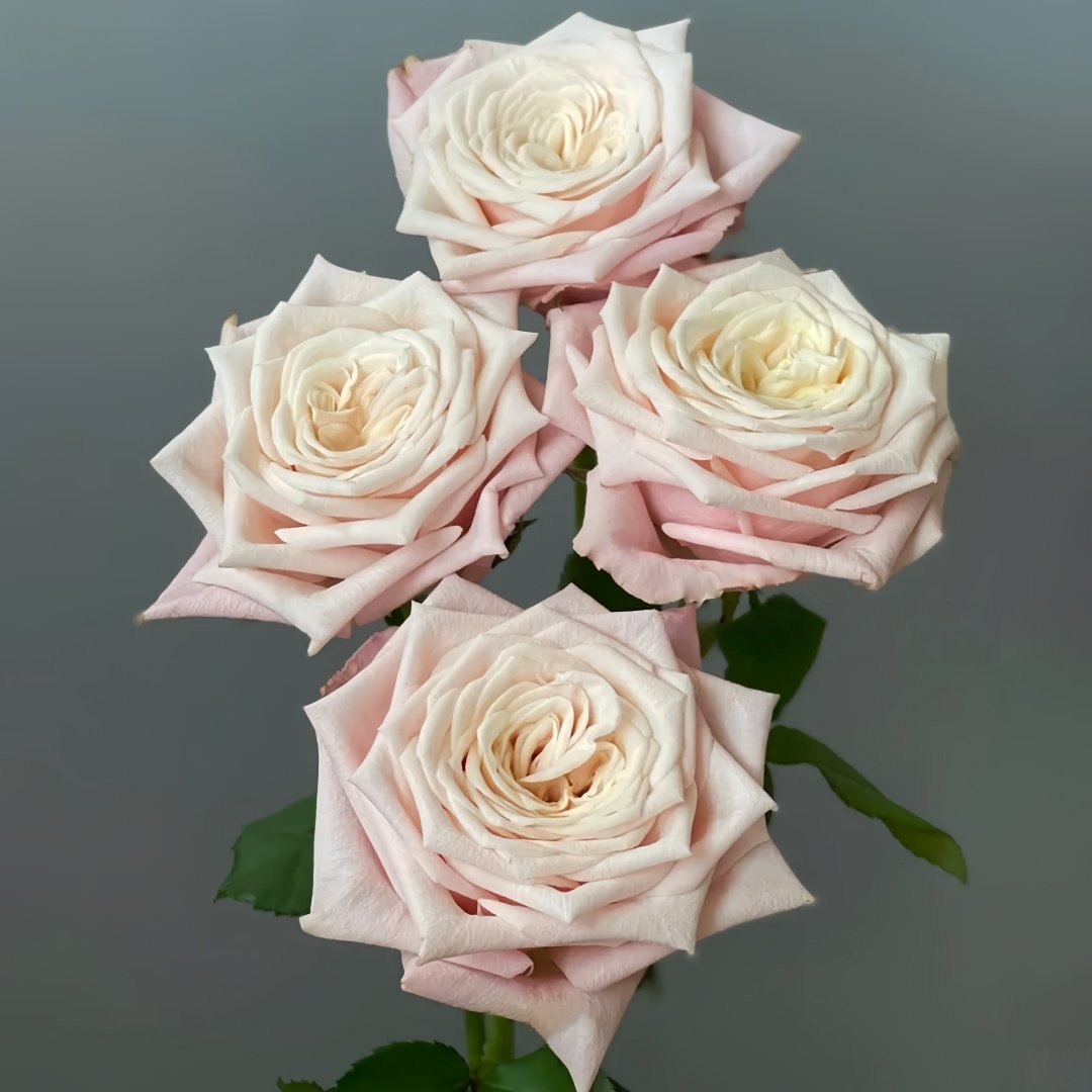 Supless Rose Plant｜甜蜜奶咖 image 8