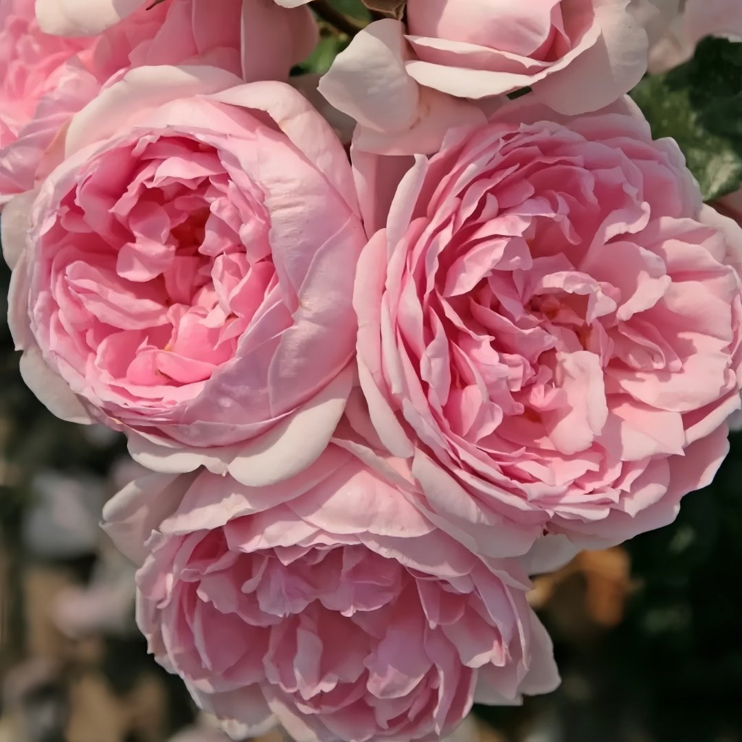 Cinderella Rose Plant|灰姑娘 image 8