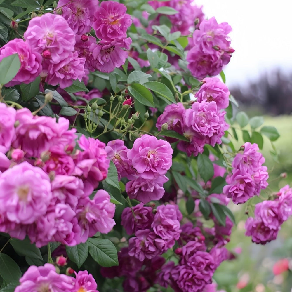 Purple Skyliner Rose Plant｜紫色客机 image 4