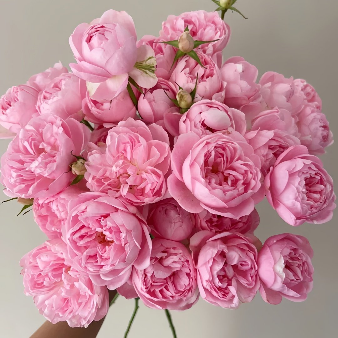 Midnight Seven Star Rose Plant｜午夜七星 image 1