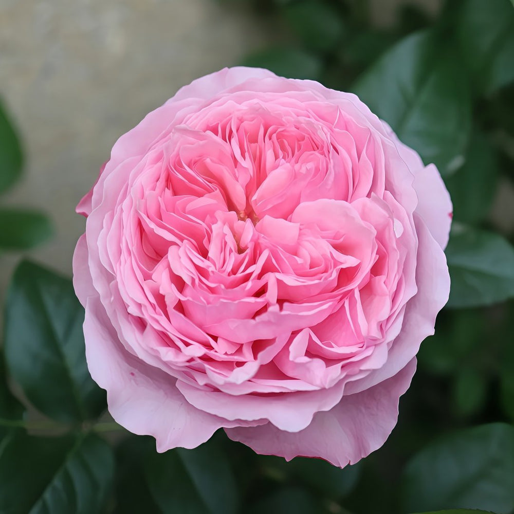 Carey Rose Plant | 凯丽玫瑰 image 2