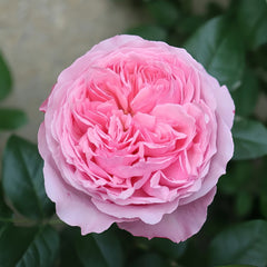 Carey Rose Plant | 凯丽玫瑰 image 2