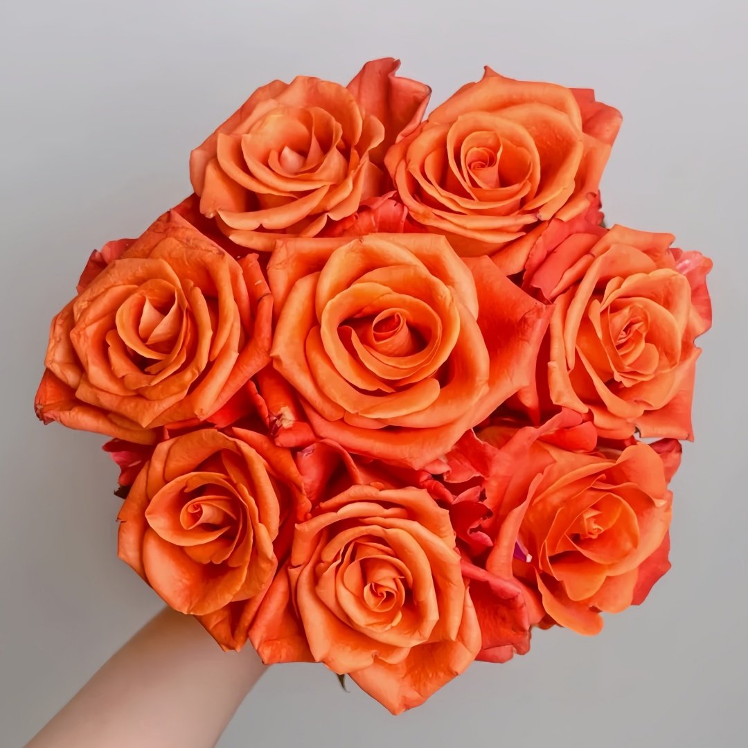 Orange Party Rose Plant|金色交响曲 image 0