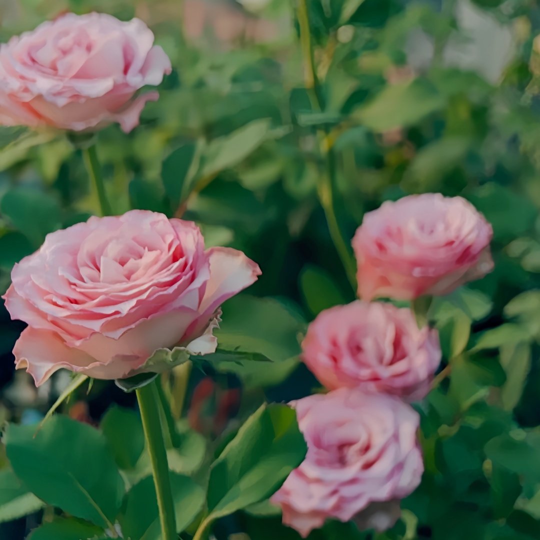 Ginette Rose Plant｜吉内特 image 6