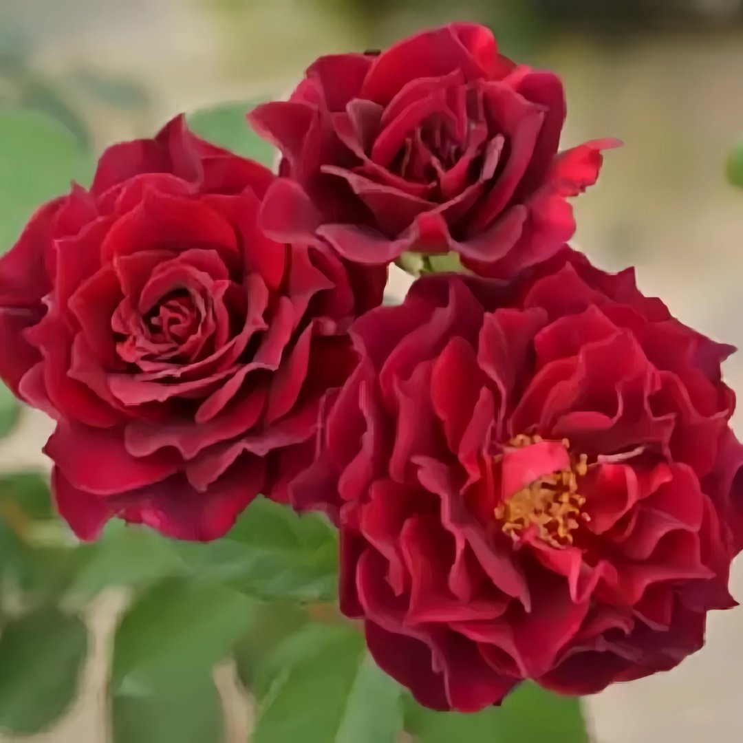 Laylah Rose Plant|黑夜莱拉 image 6