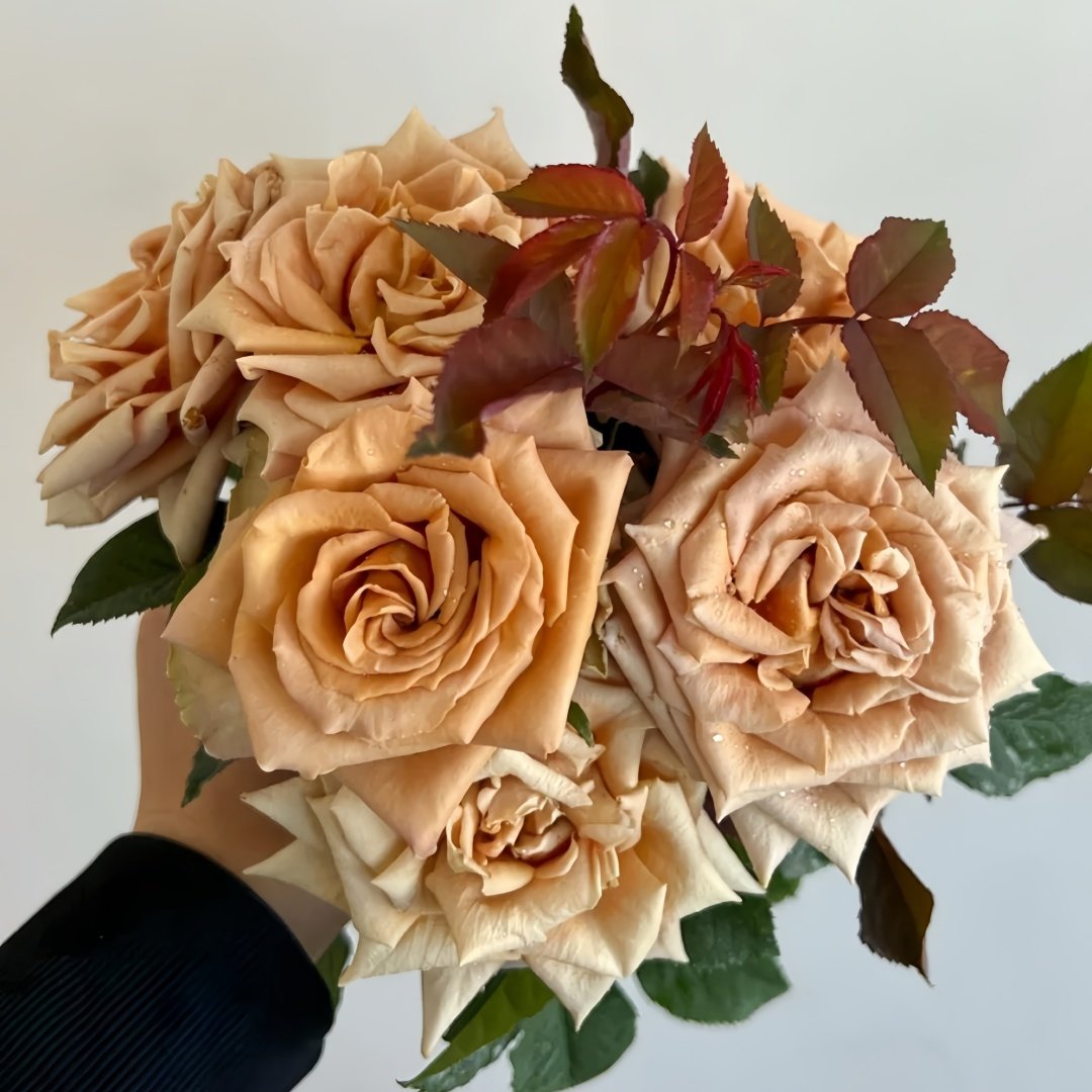 Toffee Rose Plant ｜太妃糖 image 0