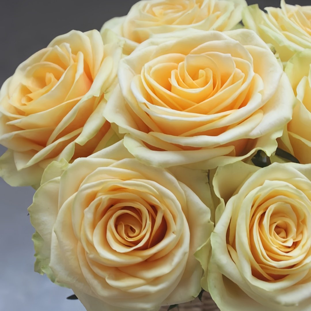 Lemonade Rose Plant|莱蒙乃迪 image 3