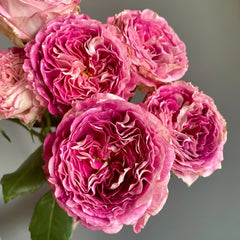 Dory Rose Plant|多莉 image 3