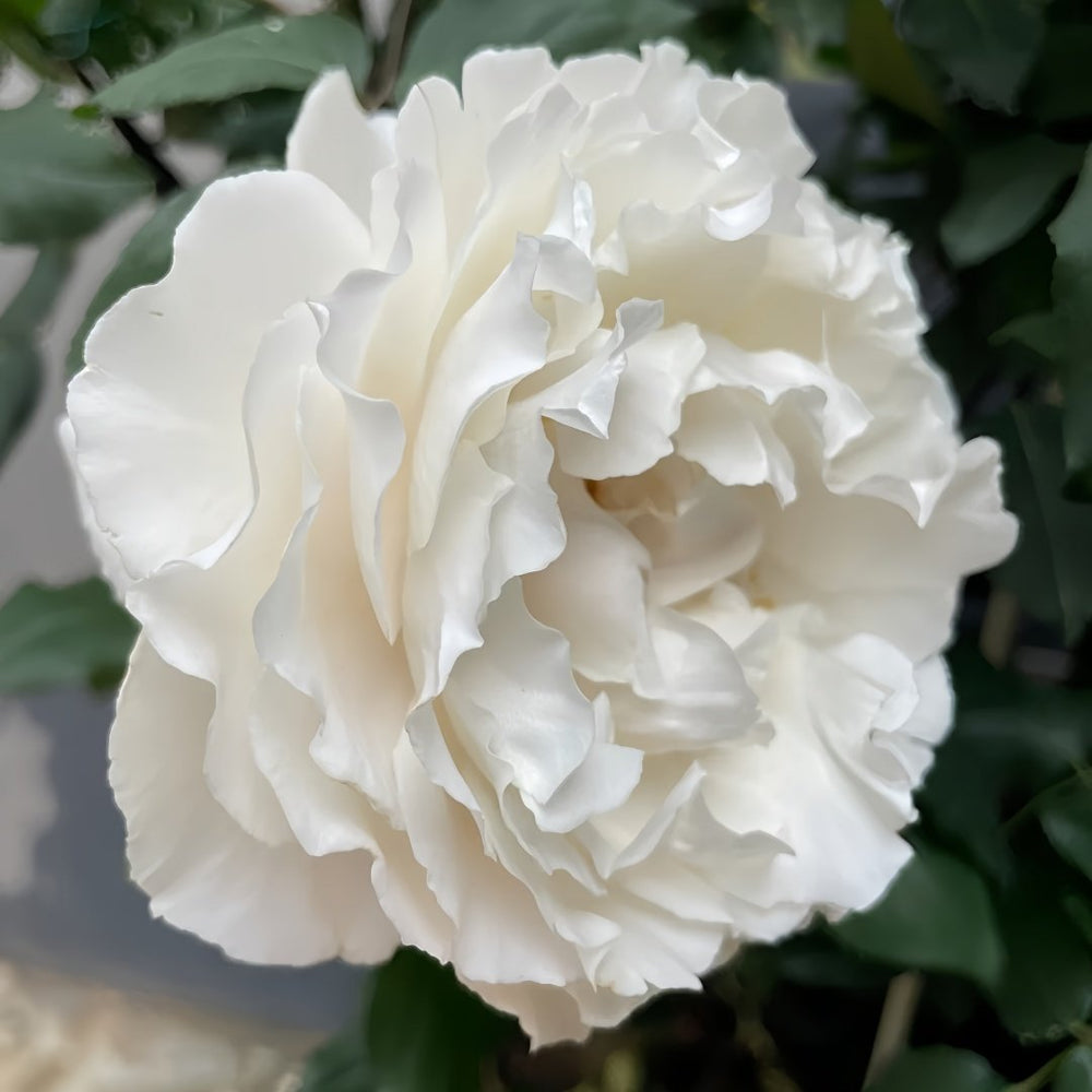 Blanche Neige Rose Plant｜伊芙白雪公主 image 1