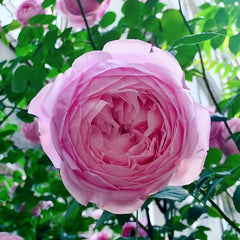 Spirit of Freedom Rose Plant｜自由精神 image 2