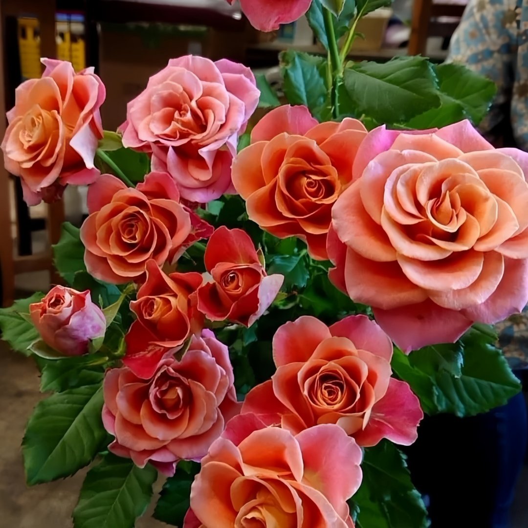 Gypsy Curiosa Rose Plant｜吉普赛猎奇 image 5