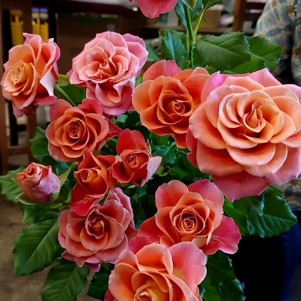 Gypsy Curiosa Rose Plant｜吉普赛猎奇 image 5