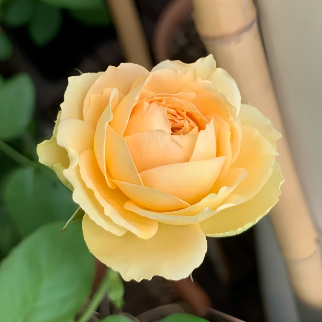 Vanilla Catalina Rose Plant｜香草卡特琳娜 image 1