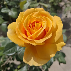 Global Beauty Rose Plant|黄烛光 image 3