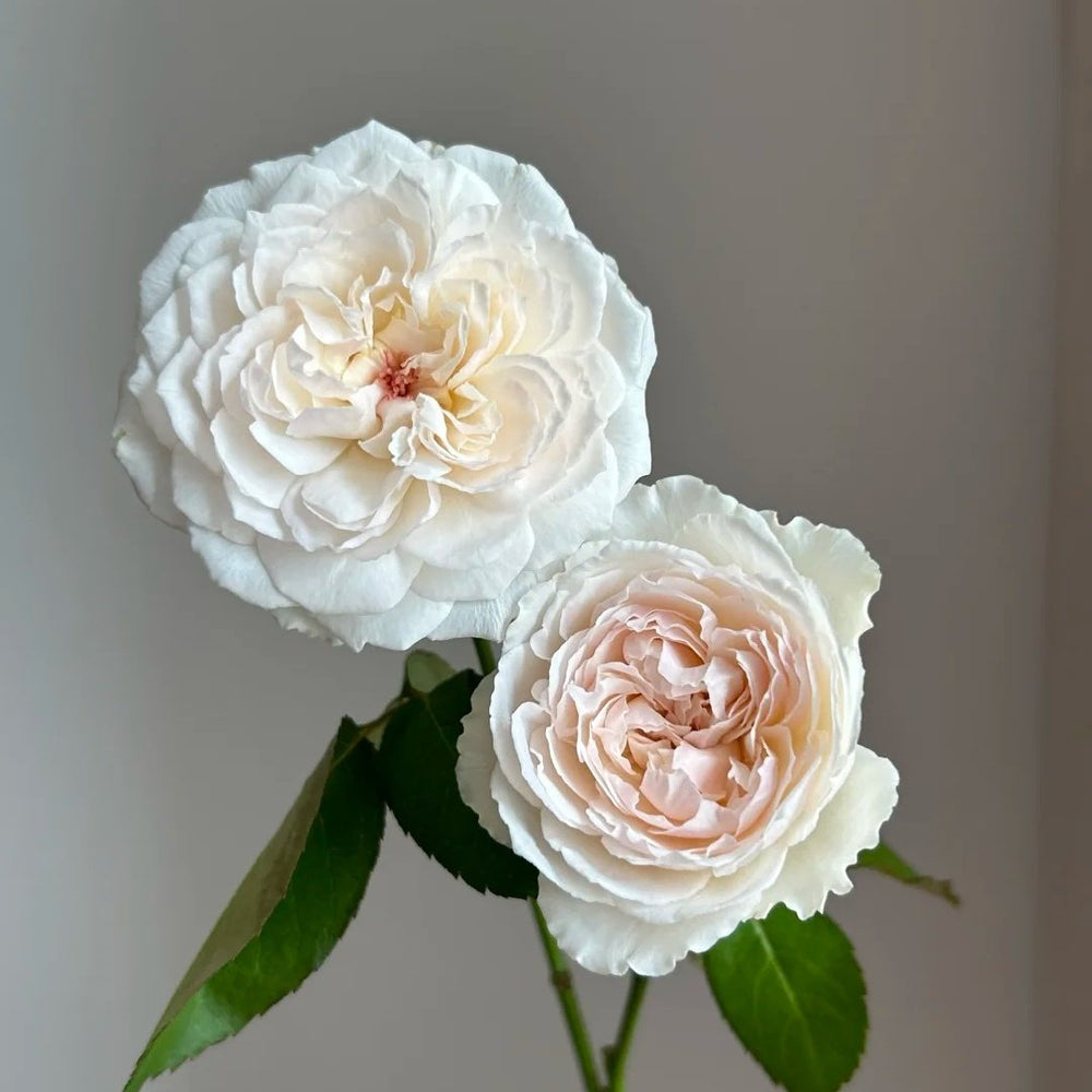 Cocotte Rose Plant | 可爱瓷 image 3