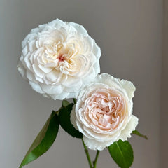 Cocotte Rose Plant | 可爱瓷 image 3