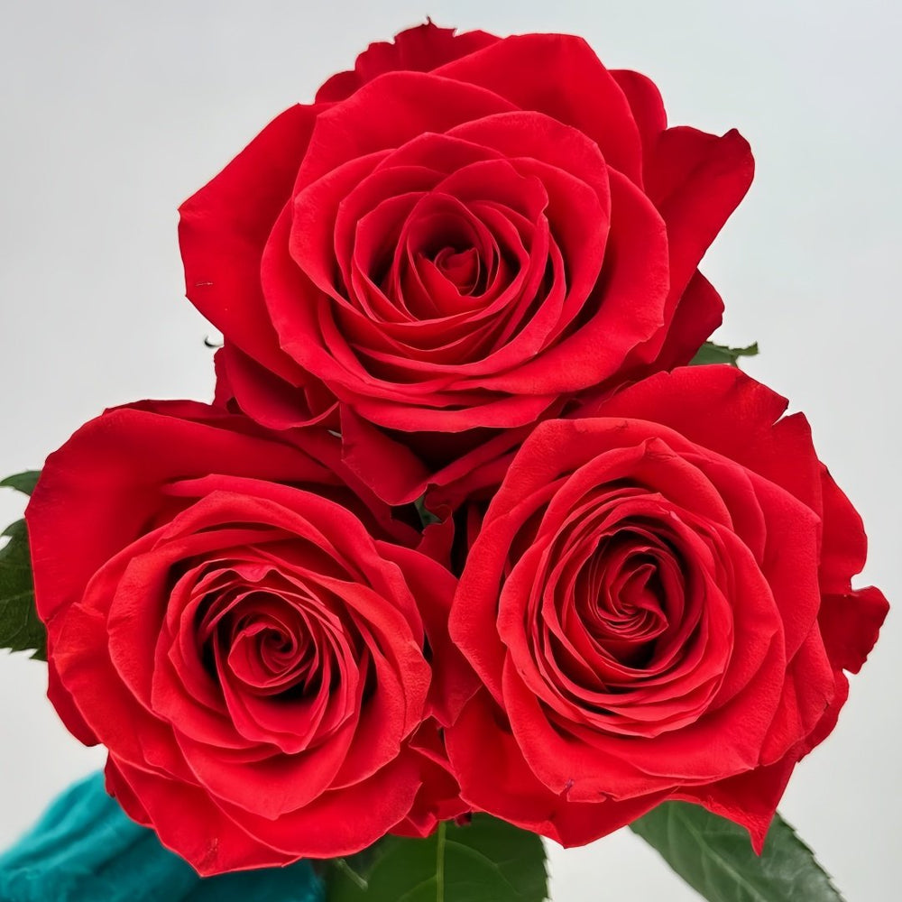 New Face Rose Plant|新面孔 image 4