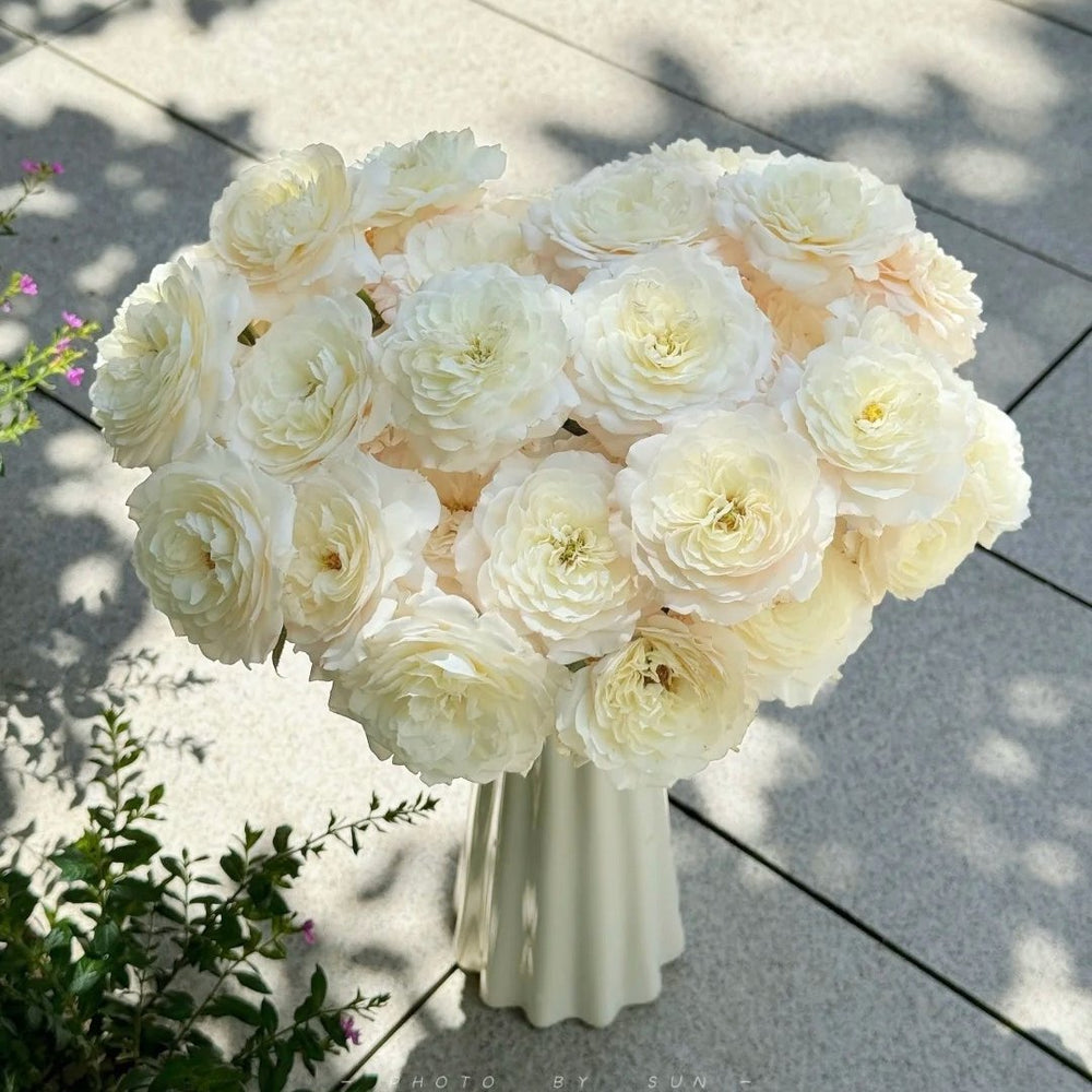 Jolie Fille Rose Plant|可爱少女 image 7