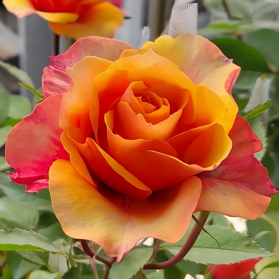 El Paso Forever Rose Plant｜永远的艾帕索 image 5