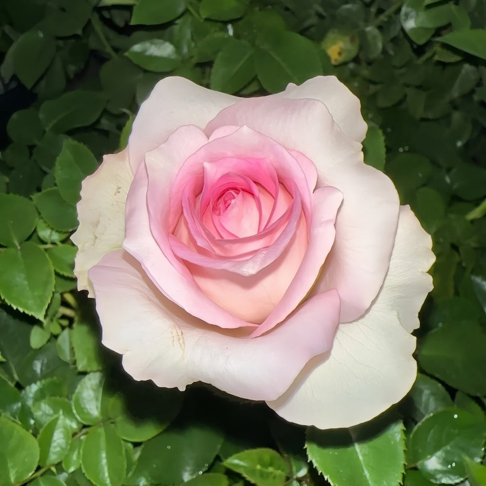 Ragazza Rose Plant|米兰少女 image 3