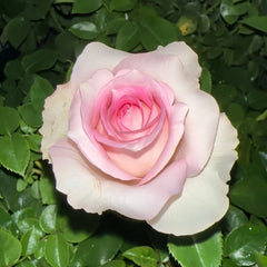 Ragazza Rose Plant|米兰少女 image 3