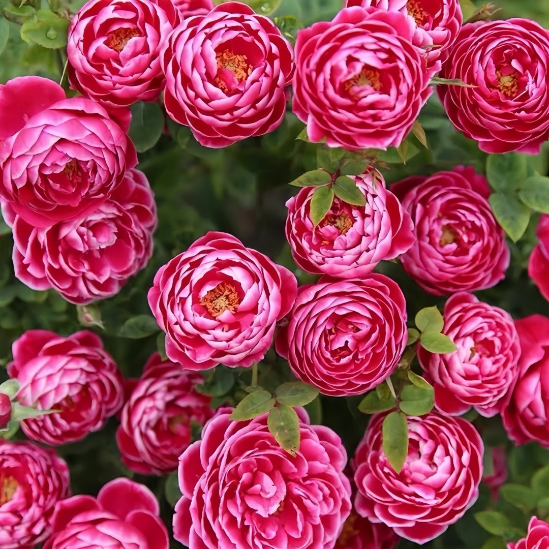 Japanese Mary Rose Plant|日本玛丽 image 4