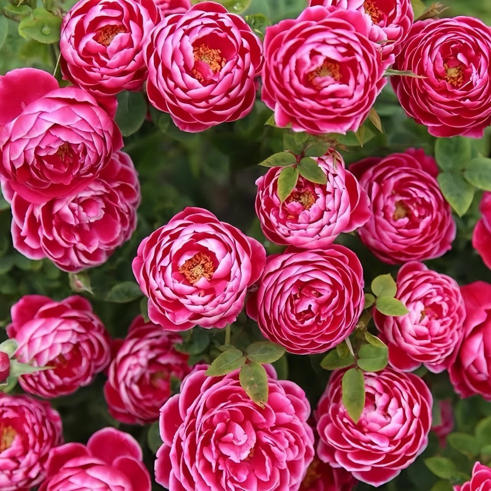 Japanese Mary Rose Plant|日本玛丽 image 4