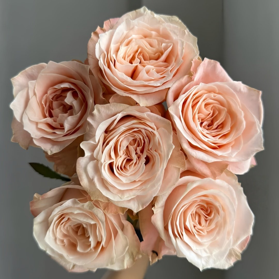 Warm hearted Milk Pastry Rose Plant|暖心奶油酥 image 1