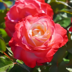 Nostalgie Rose Plant|乡愁 image 3
