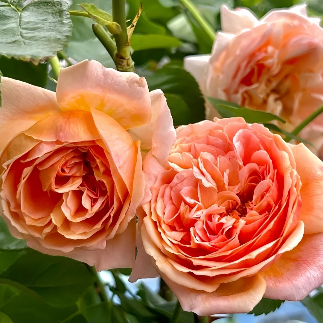 Paul Klee Rose Plant|保罗克利 image 6