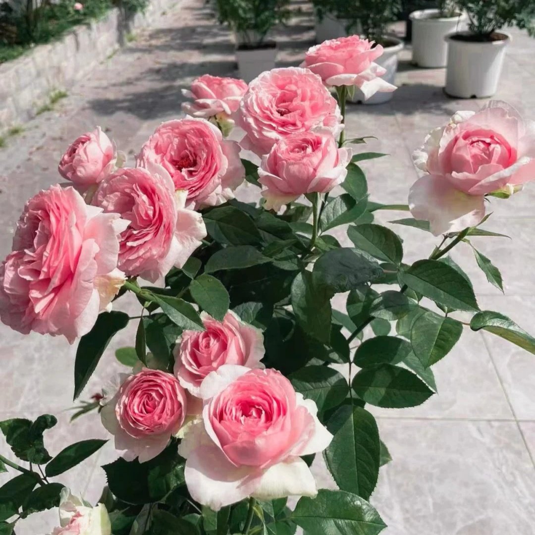 Dark Pink Monalisa Rose Plant | 深粉蒙娜丽莎 image 6