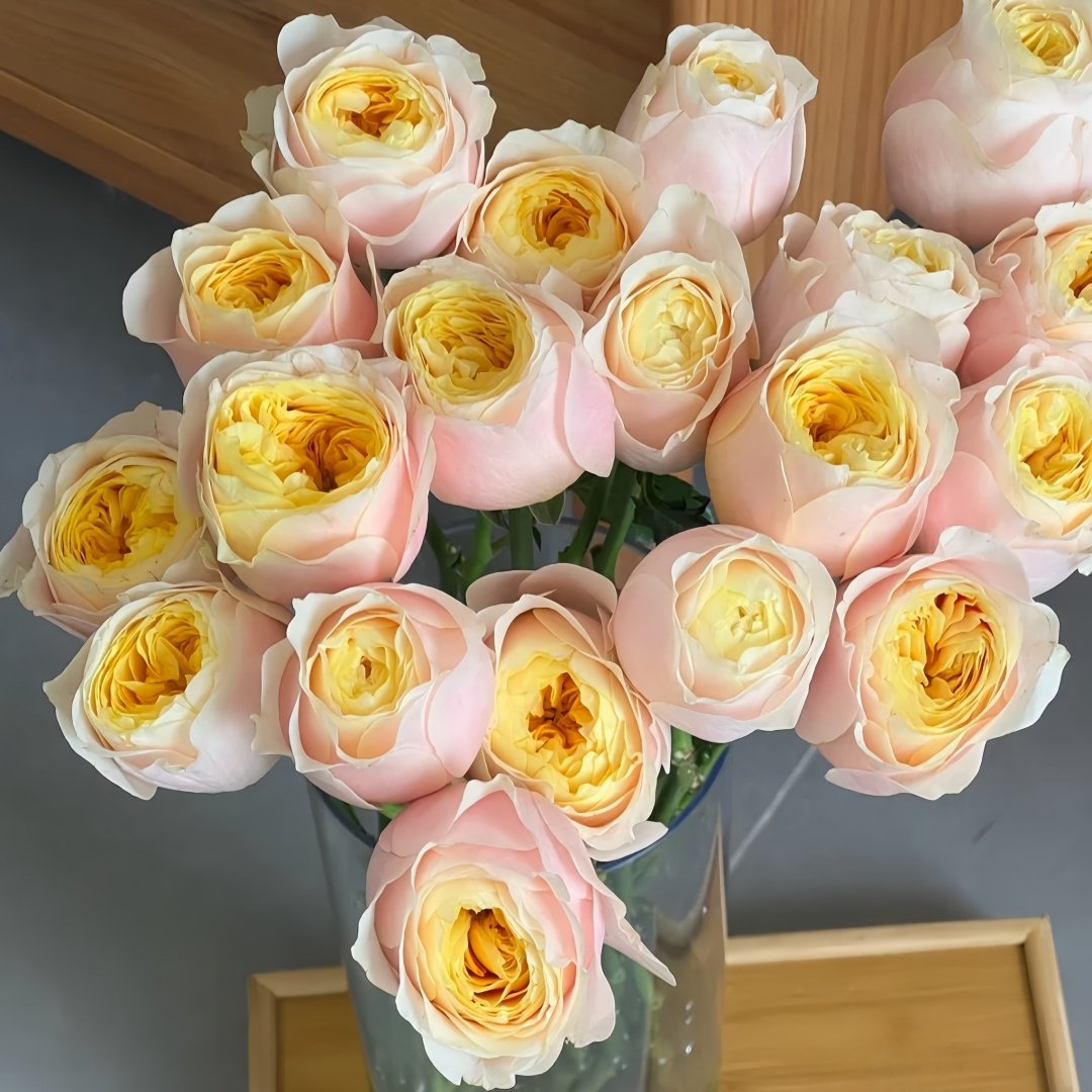 Teresa Rose Gulya Rose Plant｜特蕾莎 image 8