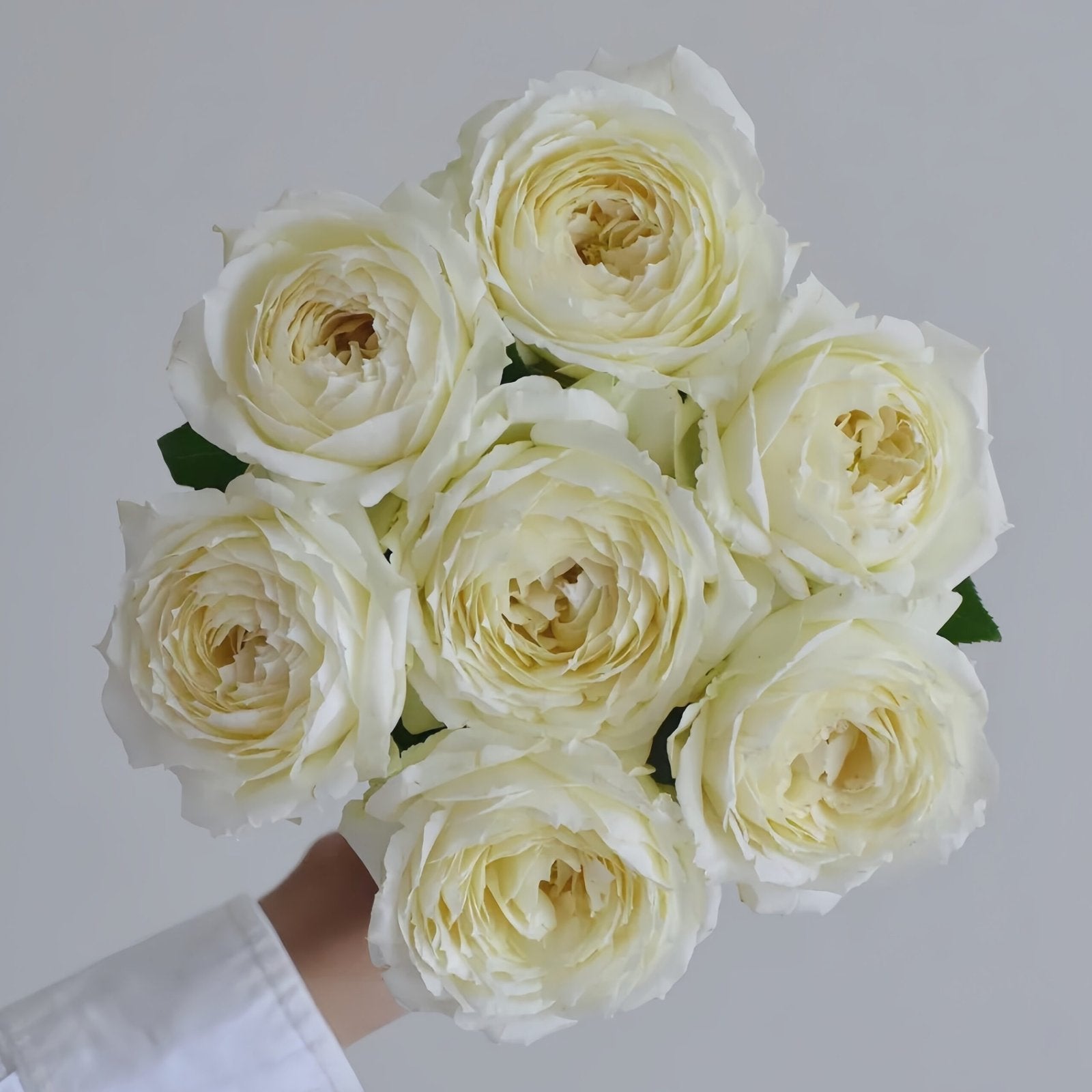 Snowball Forever Rose Plant|永恒之雪 image 9