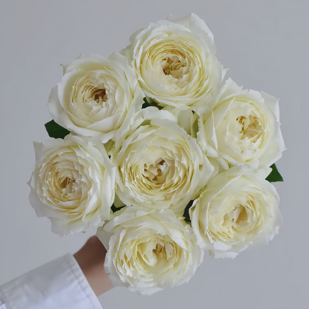 Snowball Forever Rose Plant|永恒之雪 image 9