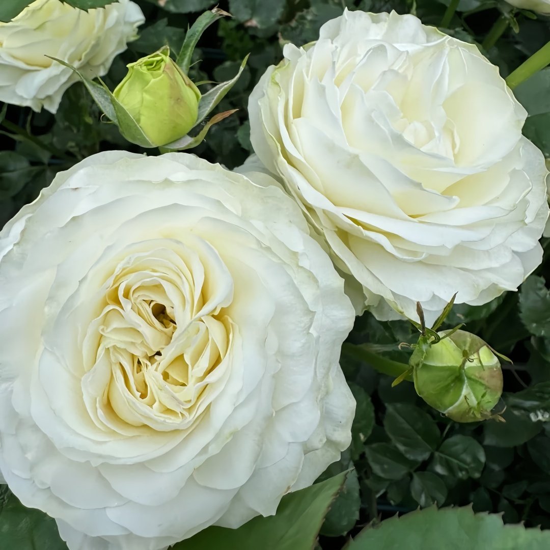 Coldplay Rose Plant|酷玩 image 7