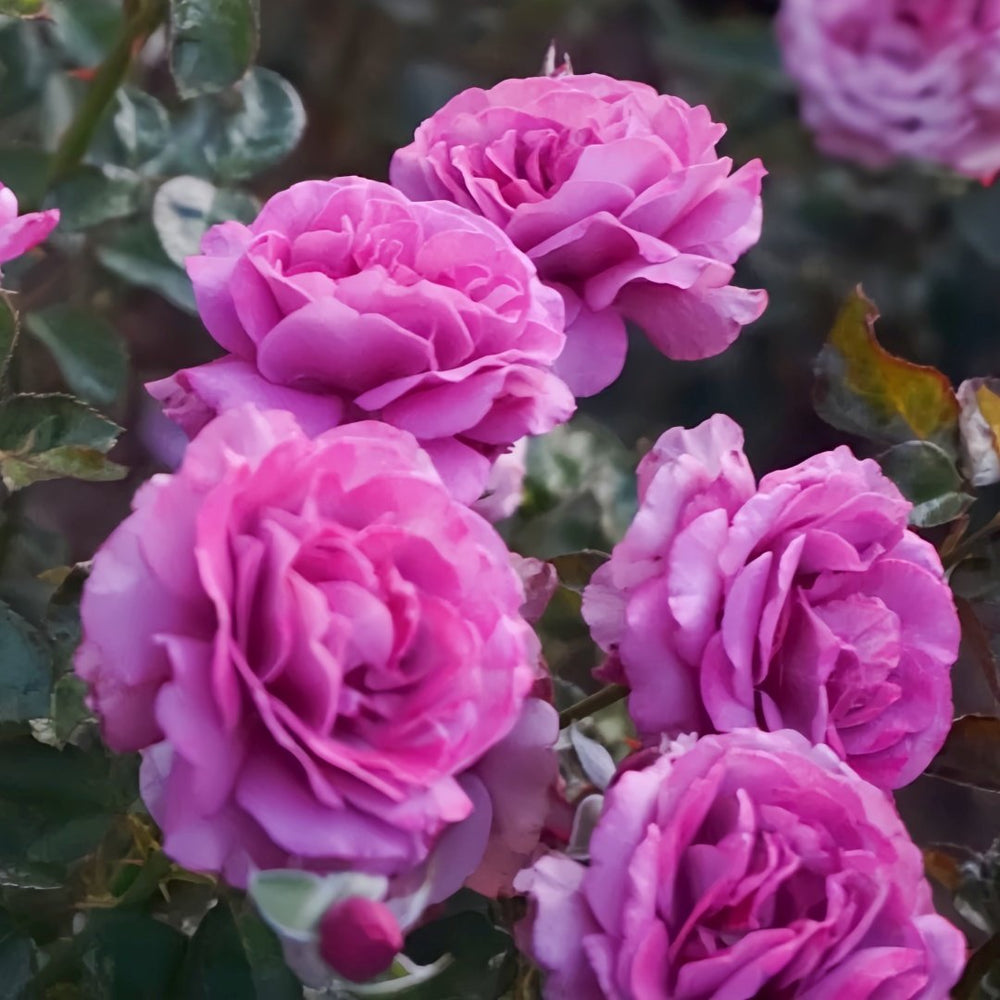 Angel Face Rose Plant|天使面容 image 6