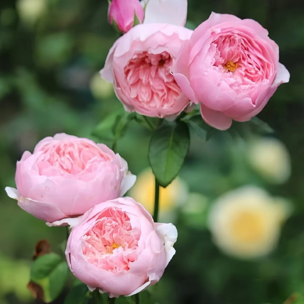 The Alnwick Rose Plant｜安妮克城堡 image 8