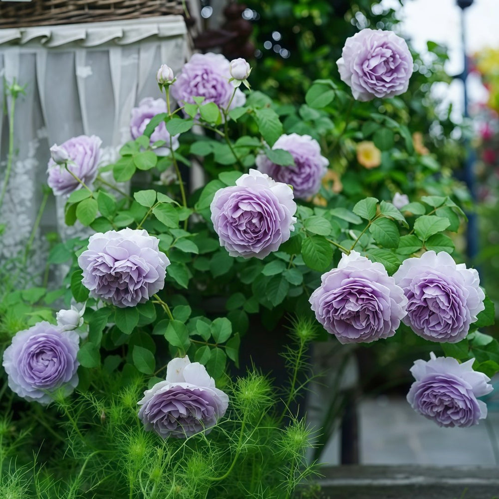 Yinyinqing Rose Plant｜隐隐青 image 9