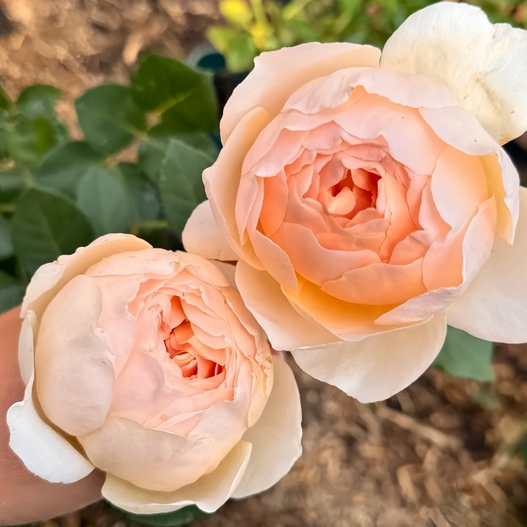 Jude the Obscure Rose Plant｜无名的裘德 image 6