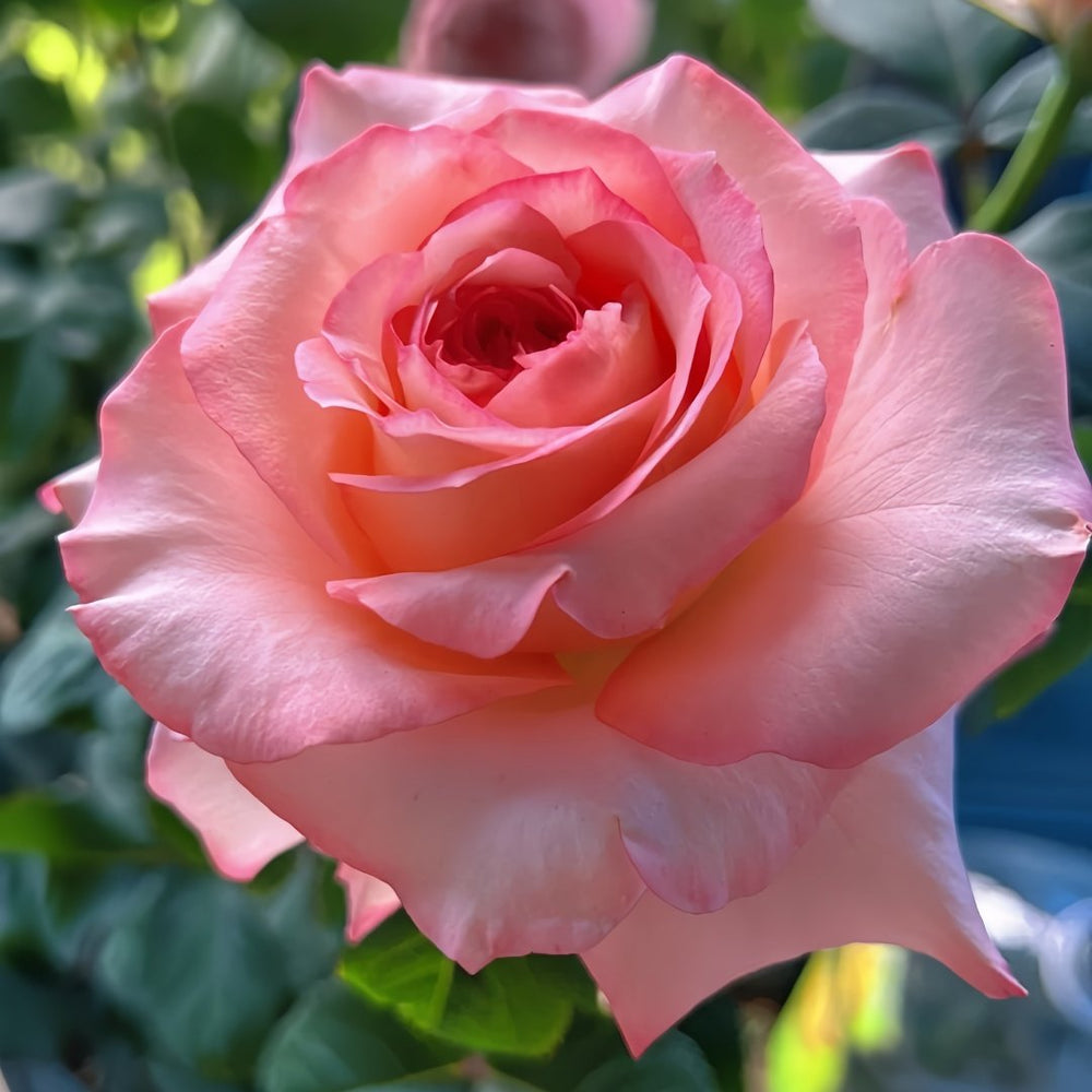 Butterfly Valley Rose Plant | 蝴蝶谷 image 5