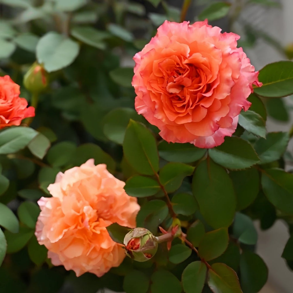 Free Spirit Rose Plant ｜自由精灵 image 5