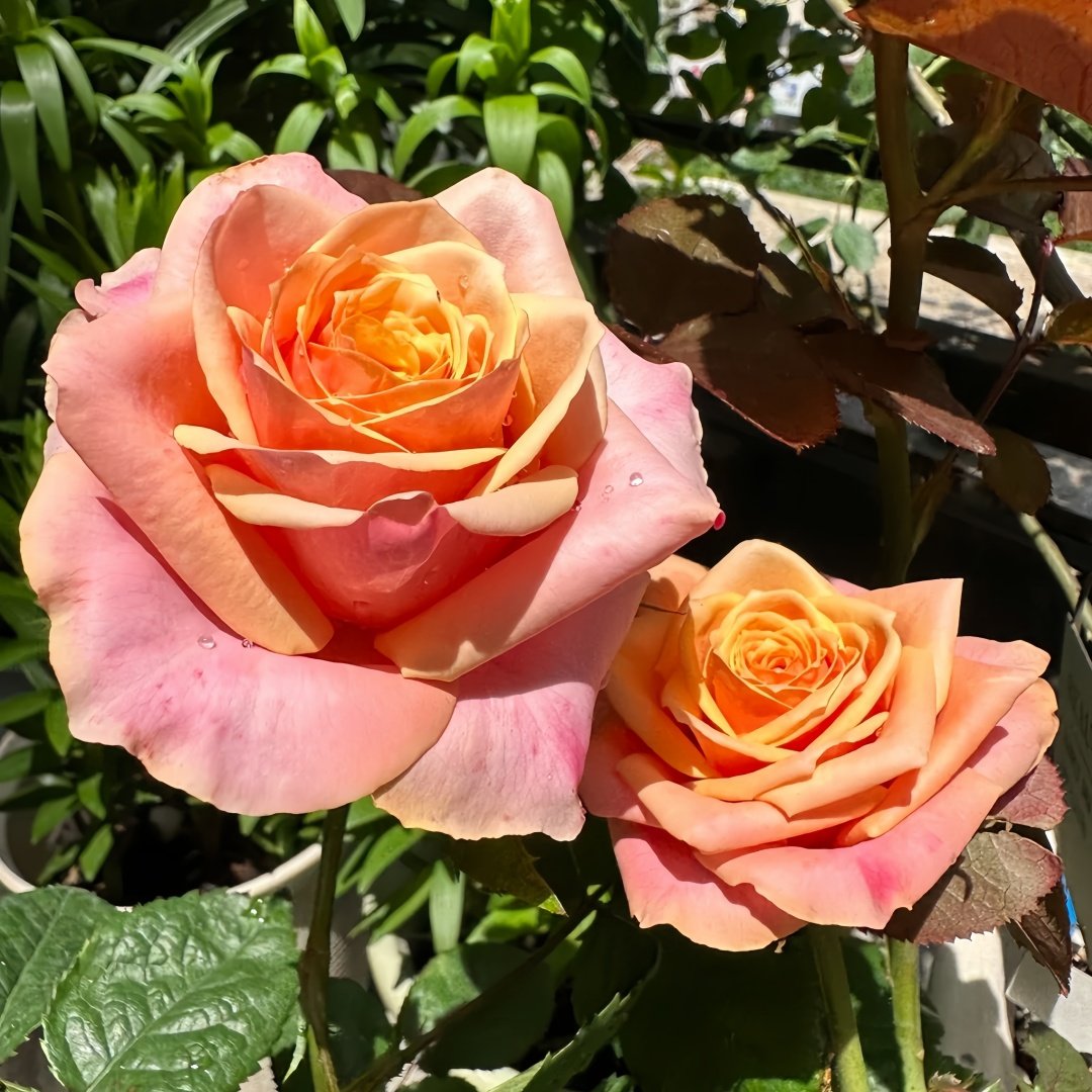 Gran Donna Rose Plant|格兰夫人 image 8