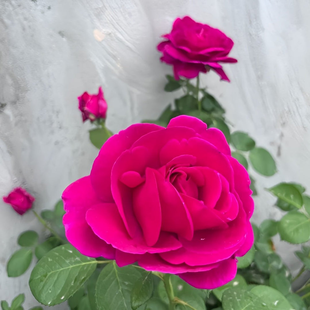 Fur Elise Rose Plant｜致爱丽丝 image 7