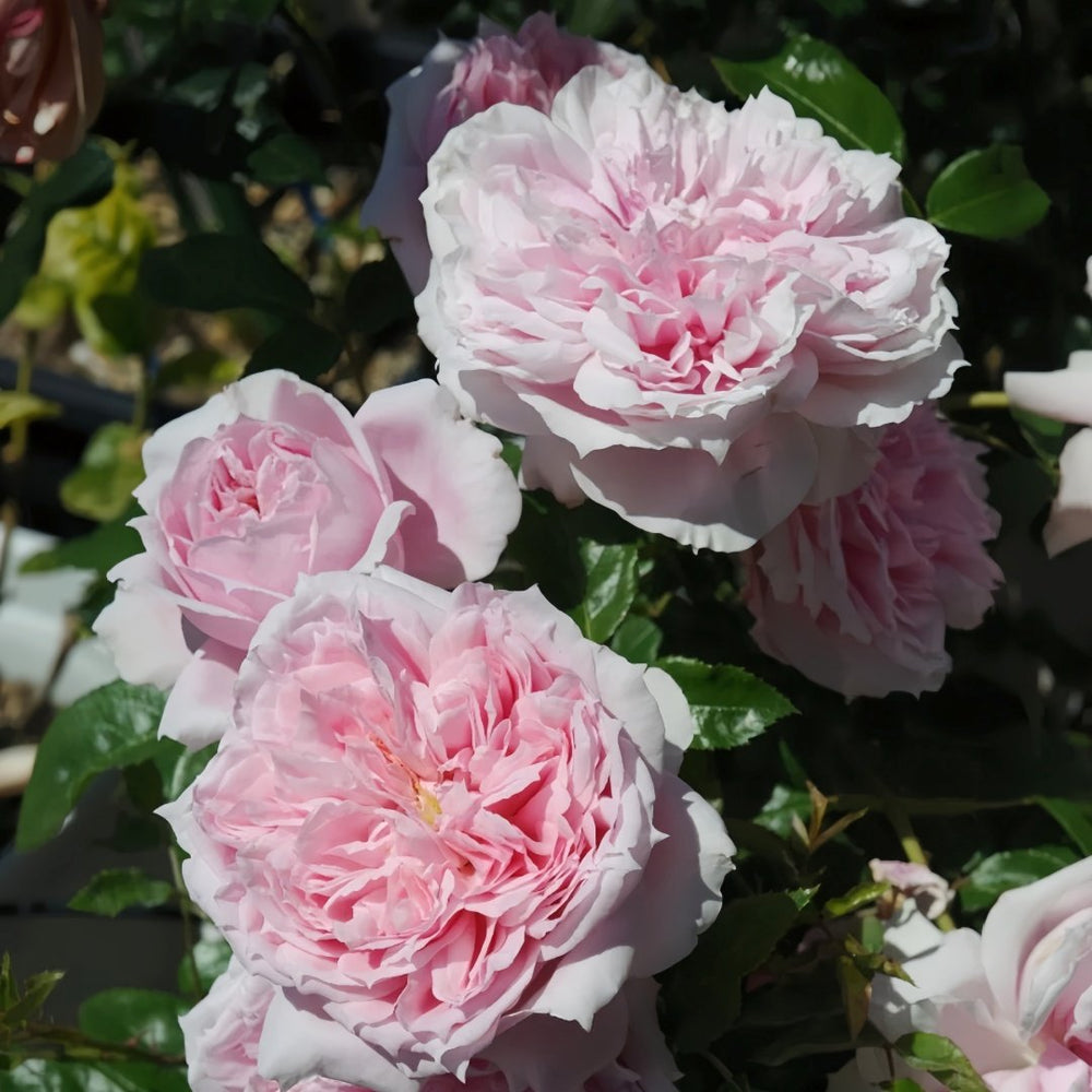 Schöne Maid Rose Plant|美少女 image 5