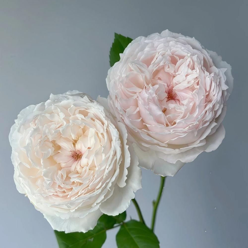 Cocotte Rose Plant | 可爱瓷 image 1